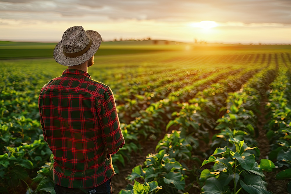 Farmer in red plaid shirt looking over soybean crops at sunset Farmer in red plaid shirt looking over soybean crops at sunset